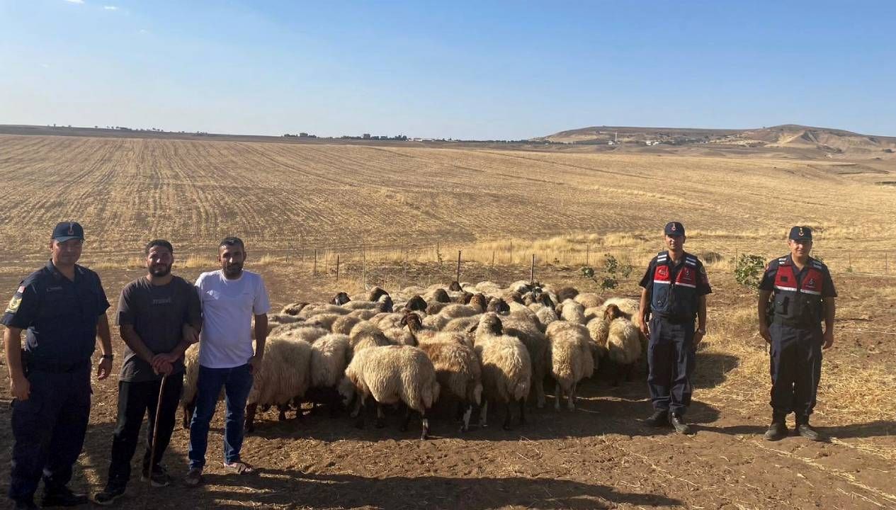 kaybolan kucukbas hayvanlar dron ile bulundu mSCPjO33