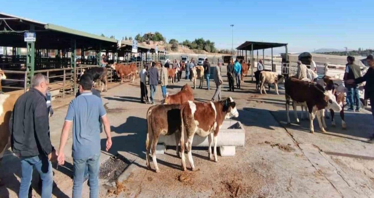 malatyada sap nedeniyle kapatilan hayvan pazari acildi qHvithUu