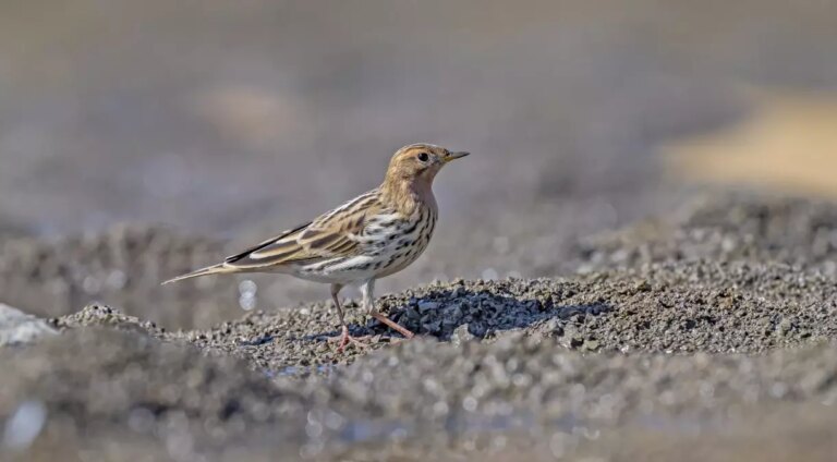 diyarbakirda kizil gerdanli incir kusu tespit edildi LxdbxIqL.jpg