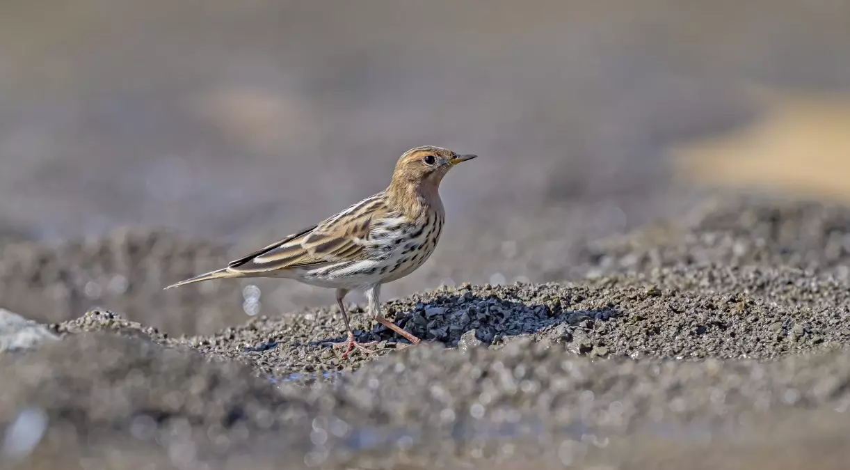 diyarbakirda kizil gerdanli incir kusu tespit edildi LxdbxIqL.jpg