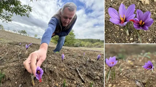 dunyanin en pahali baharati kilosu 450 bin tlden satiliyor soguk havalardan dolayi erken cicek acti NIMFZmJf.webp