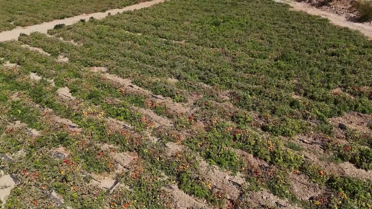 mersin buyuksehir belediyesinden ureticilere domates fidesi destegi 7gtCX4JN