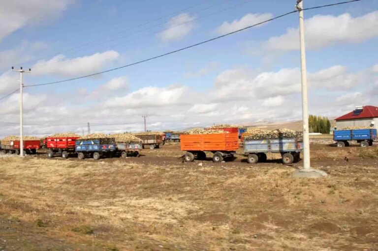 musta seker pancari alim sezonu devam ediyor CezMBmDg.jpg