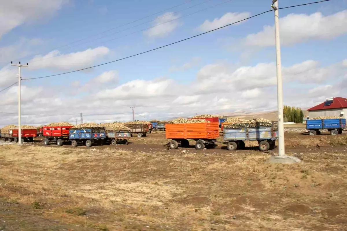 musta seker pancari alim sezonu devam ediyor CezMBmDg.jpg